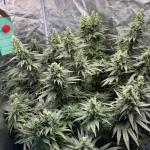 sour-strawberry-fem-barneys-farm.jpg