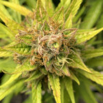 auto-orange-bud-dutch-passion.jpg