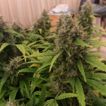 godzilla-cookies-auto-fem-herbies-seeds.jpg