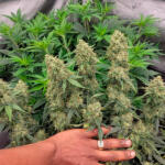 hellfire-og-auto-fem-7ch-american.jpg