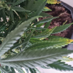 jack-herer-fem-ghs.jpg