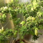 white-rhino-nirvana-seeds.jpg