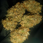 godzilla-cookies-auto-fem-herbies-seeds.jpg