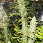 mimosa-shot-fem-herbies-seeds.jpg