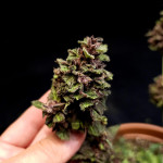 diablo-rojo-xl-auto-fem-sweet-seeds.jpg