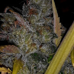 critical-kali-mist-fem-delicious-seeds.jpg