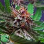 grandmommy-purple-fem-herbies-seeds.jpg