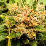 strawberry-gorilla-auto-fem-fastbuds.jpg