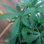 auto-white-widow-fem-pyramid-seeds.jpg
