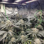 blue-sunset-sherbert-fem-barneys-farm.jpg