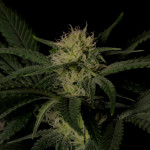 frostbanger-auto-fem-fastbuds.jpg