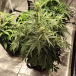 jealousy-z-xl-auto-fem-sweet-seeds.jpg