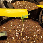 papaya-zoap-auto-fem-sweet-seeds.jpg
