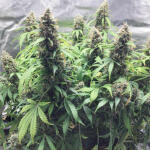 godzilla-cookies-auto-fem-herbies-seeds.jpg