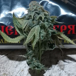 orange-kush-cake-r1-fem-ethos-genetics.jpg