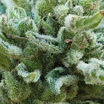 vanilla-latte-auto-fem-humboldt-seed-company.jpg