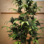 jet-fuel-mandarine-xl-auto-fem-sweet-seeds.jpg