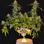 grandmommy-purple-fem-herbies-seeds.jpg