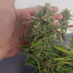 orange-apricot-glue-xl-auto-fem-sweet-seeds.jpg
