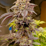 papaya-sherbet-fem-fastbuds.jpg
