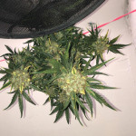 pound-cake-auto-fem-fastbuds.jpg