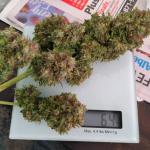 critical-kush-auto-critical-rapido-auto-fem-barneys-farm.jpg