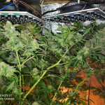 cookies-kush-fem-barneys-farm.jpg