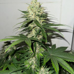 diablo-rojo-xl-auto-fem-sweet-seeds.jpg