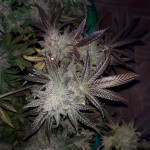 gorilla-glue-4-fem-anesia-seeds.jpg