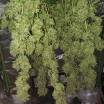 bruce-banner-3-fem-blimburn-seeds.jpg