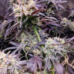 jealousy-kush-fem-seedkeepers.jpg