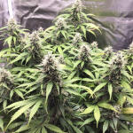 godzilla-cookies-auto-fem-herbies-seeds.jpg