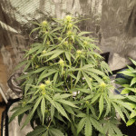 jealousy-z-xl-auto-fem-sweet-seeds.jpg