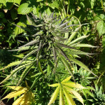 white-widow-original-auto-fem-sumo-seeds.jpg
