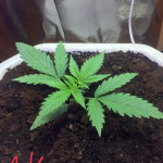 lowryder-auto-fem-vision-seeds.jpg