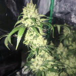 grandmommy-purple-fem-herbies-seeds.jpg