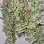 runtz-punch-fem-herbies-seeds.jpg