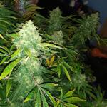 pineapple-express-auto-fem-barneys-farm.jpg