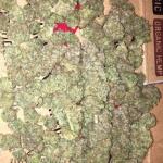 watermelon-zkittlez-fem-barneys-farm.jpg