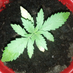 apple-betty-auto-fem-herbies-seeds.jpg