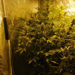 fruit-punch-auto-heavyweight-seeds.jpg