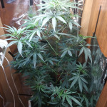 lowryder-auto-fem-vision-seeds.jpg