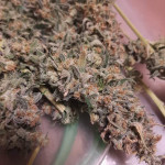 blue-sunset-sherbert-fem-barneys-farm.jpg