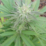 white-widow-fem-victory-seeds.jpg