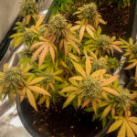 godzilla-cookies-auto-fem-herbies-seeds.jpg