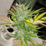 sweet-zenzation-xl-auto-fem-sweet-seeds.jpg