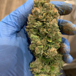 auto-orange-bud-dutch-passion.jpg