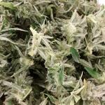 critical-kush-auto-critical-rapido-auto-fem-barneys-farm.jpg