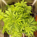 auto-white-widow-fem-pyramid-seeds.jpg