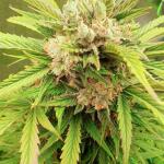 hellfire-og-auto-fem-7ch-american.jpg